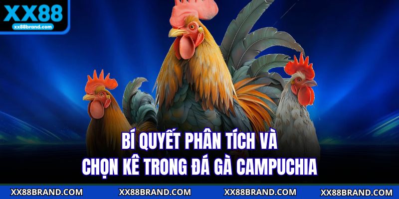 Bí quyết phân tích và chọn kê trong đá gà Campuchia